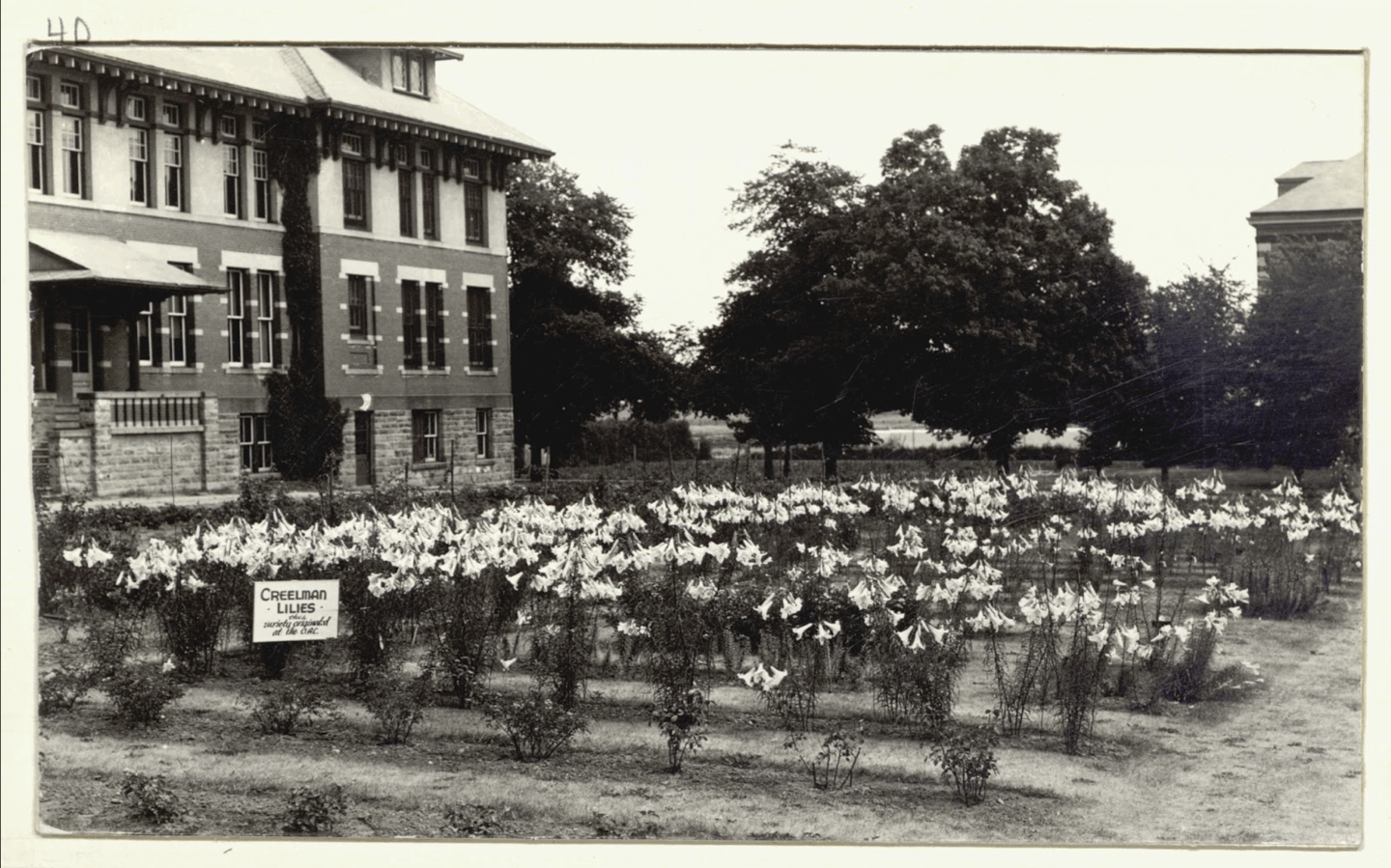 A black and white photo of a bed of Creelman lilies